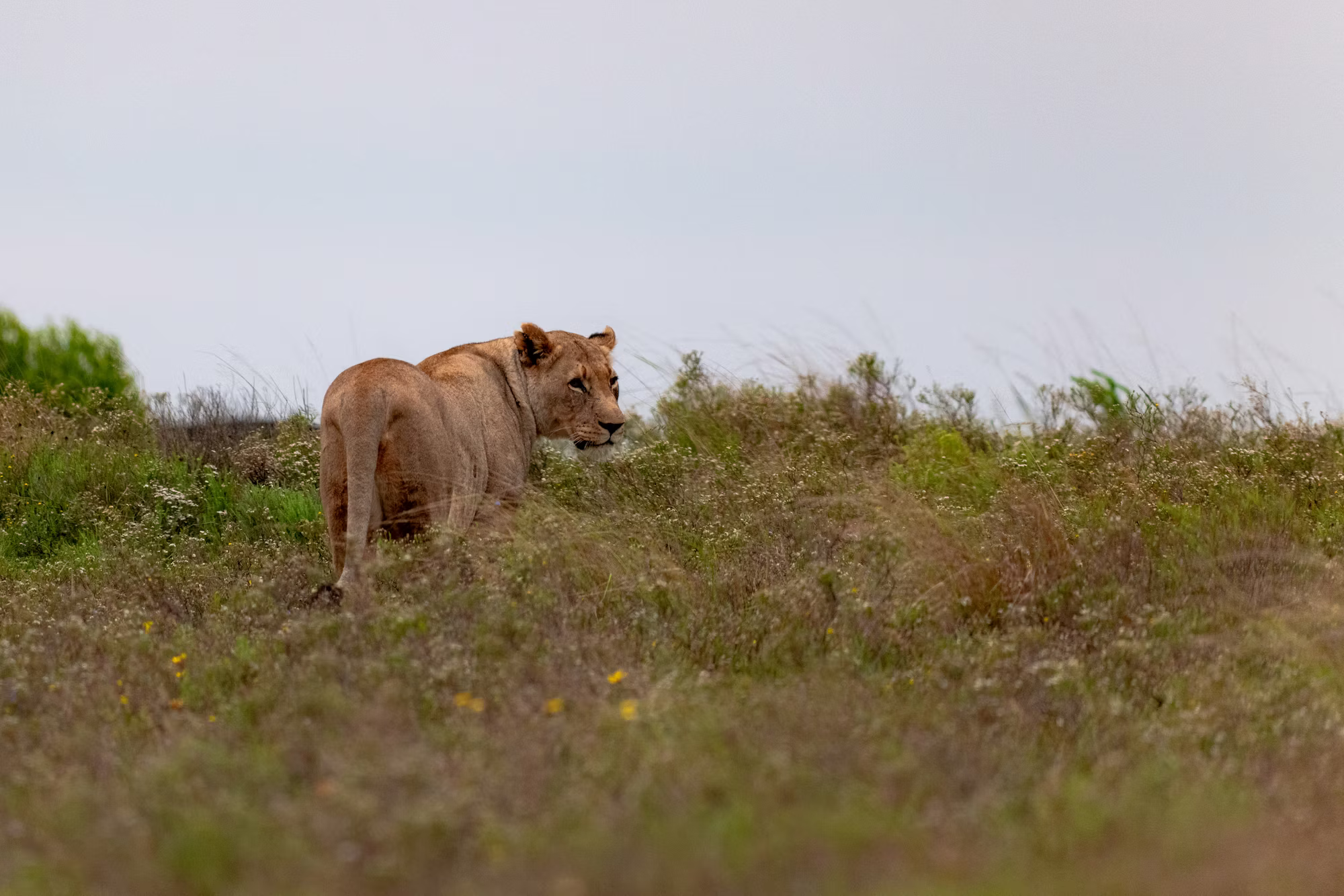 The Evolution of Console Gaming: From Pixels to Virtual Realities